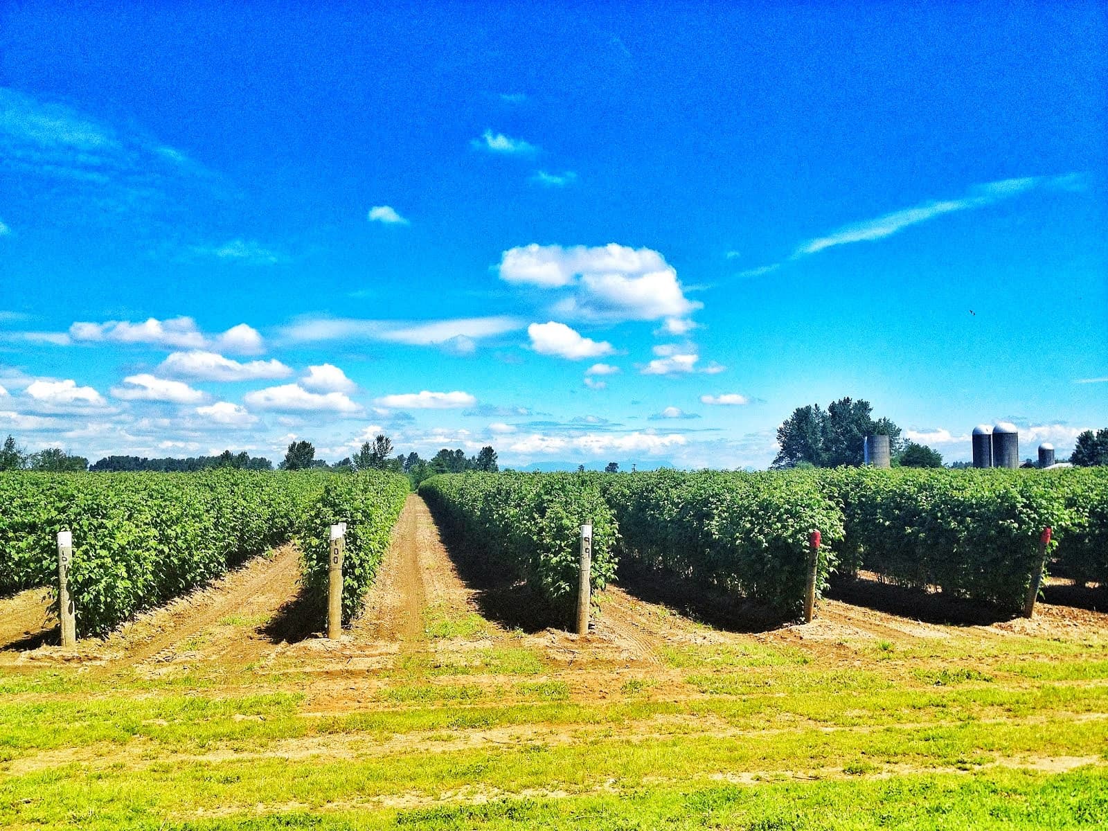 a raspberry field